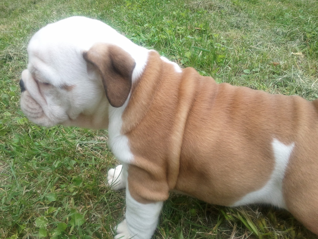 Puppies For Sale Blue Ribbon English Bulldog Kennel